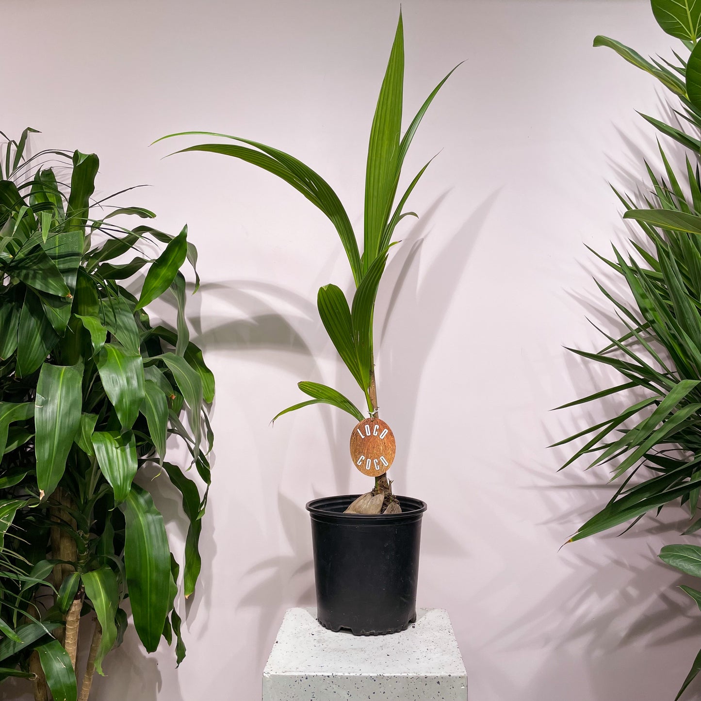 Coconut Palm (Cocos nucifera) in a 10 inch pot. Indoor plant for sale by Promise Supply for delivery and pickup in Toronto