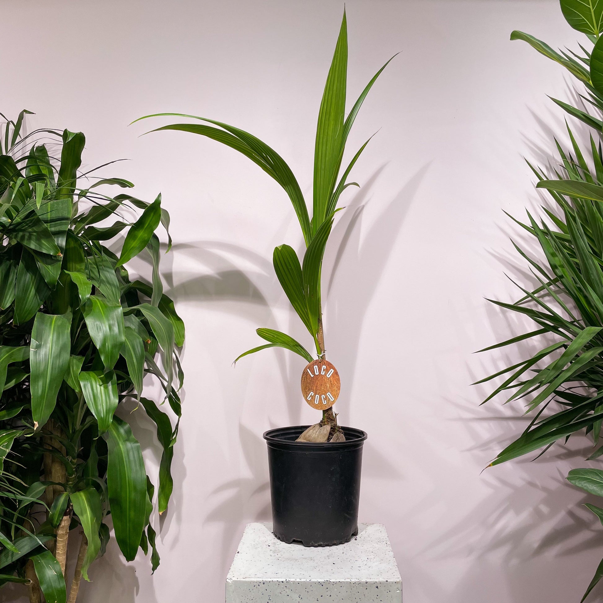 coconut palm uk Coconut Palm: Cocos Nucifera - 8" Pot