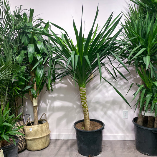 Aboera, Dracaena (Dracaena arborea) in a 17 inch pot. Indoor plant for sale by Promise Supply for delivery and pickup in Toronto