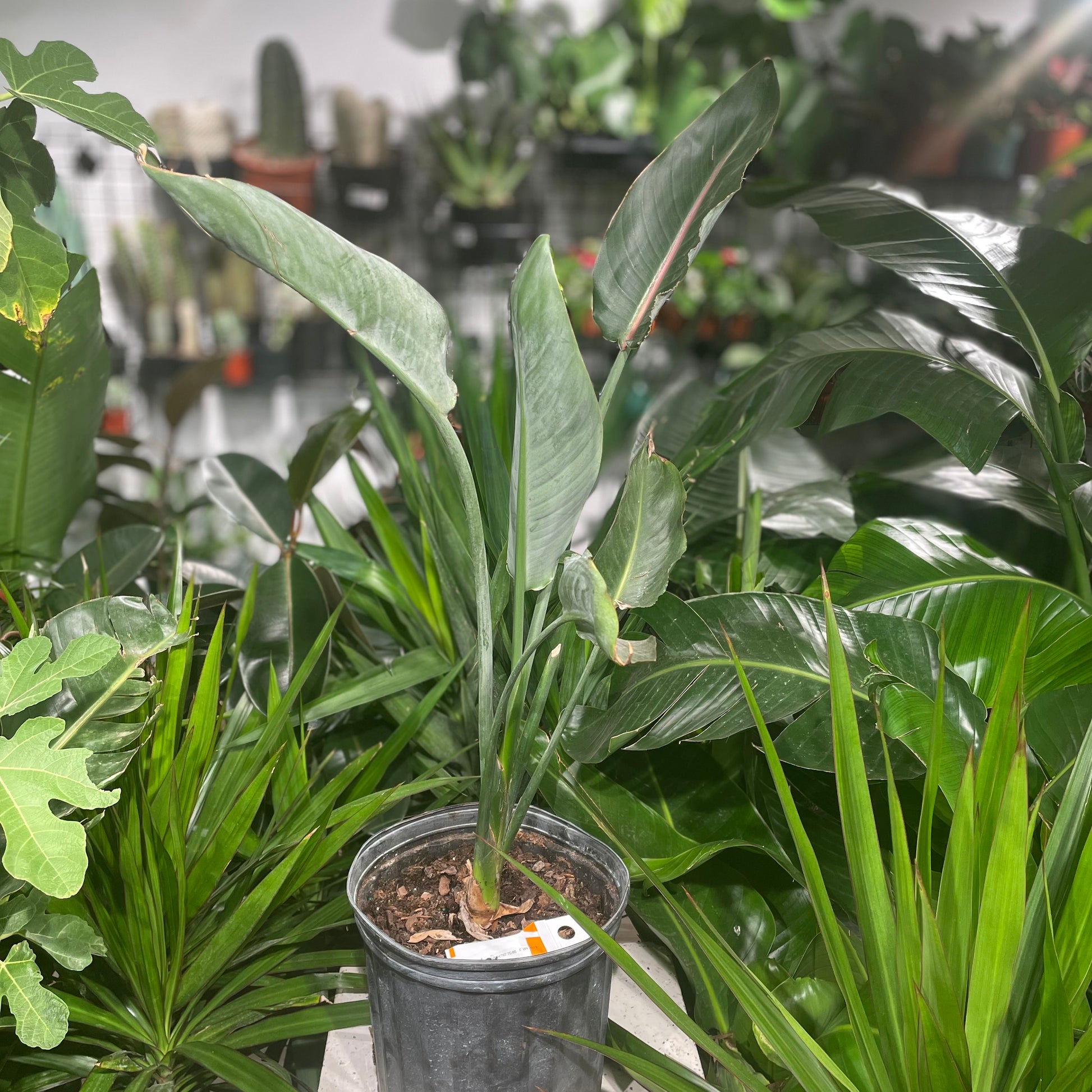 Orange Bird of Paradise (Strelitzia reginae) in a 10 inch pot. Indoor plant for sale by Promise Supply for delivery and pickup in Toronto