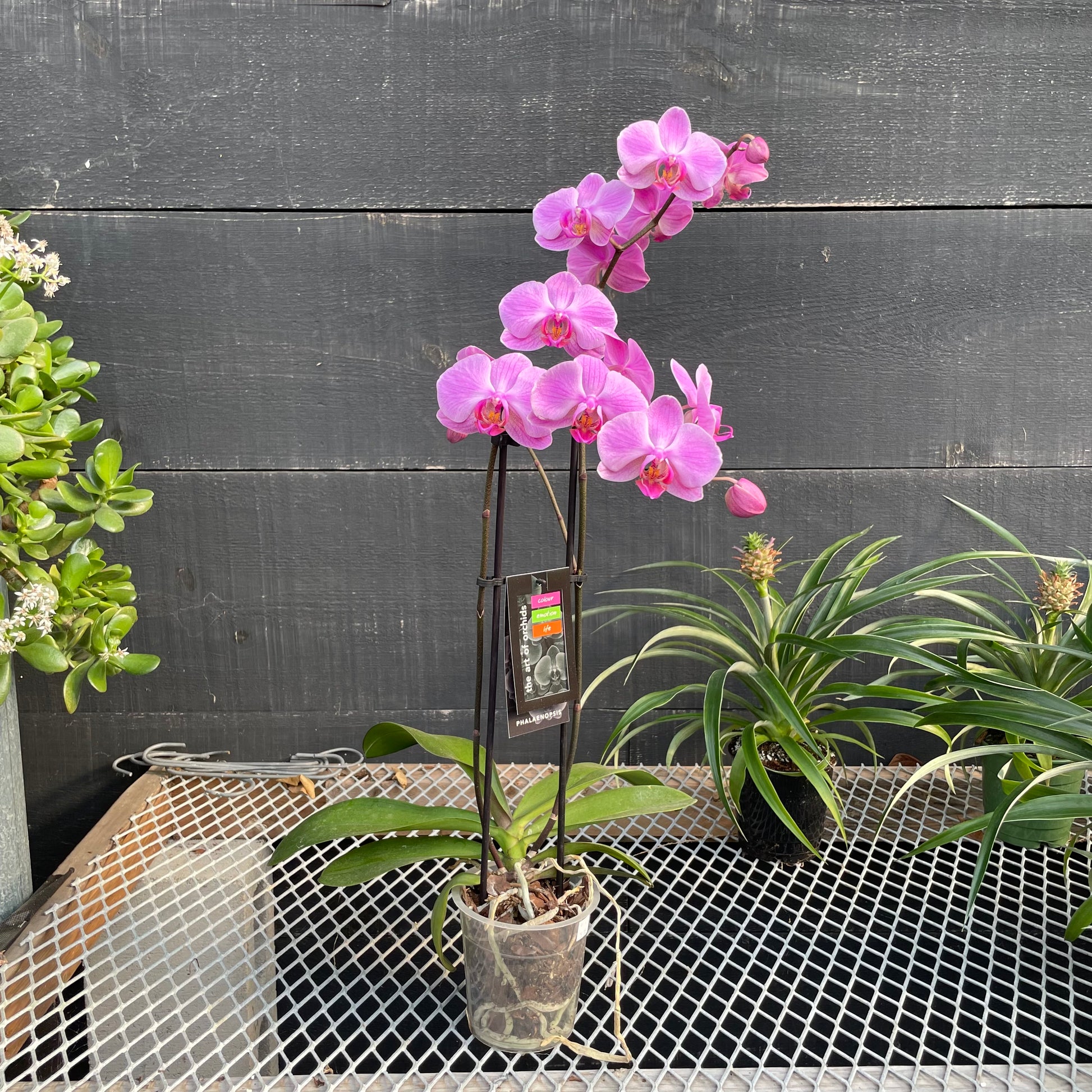 Pink Orchid (Orchidaceae) in a 5 inch pot. Indoor plant for sale by Promise Supply for delivery and pickup in Toronto