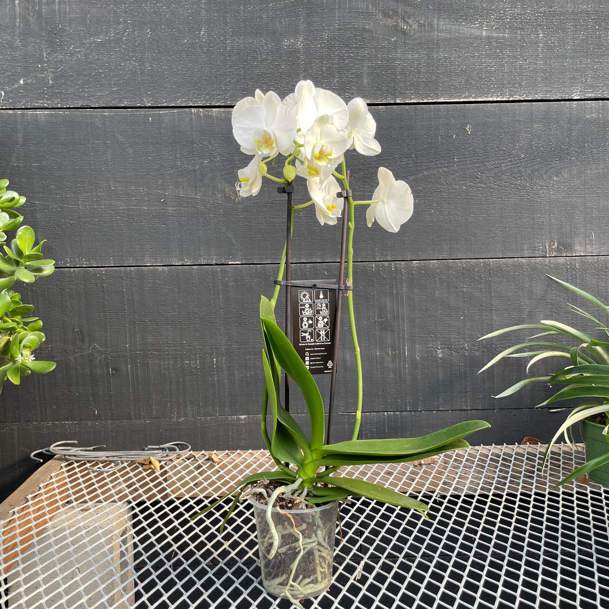 White Orchid (Orchidaceae) in a 5 inch pot. Indoor plant for sale by Promise Supply for delivery and pickup in Toronto