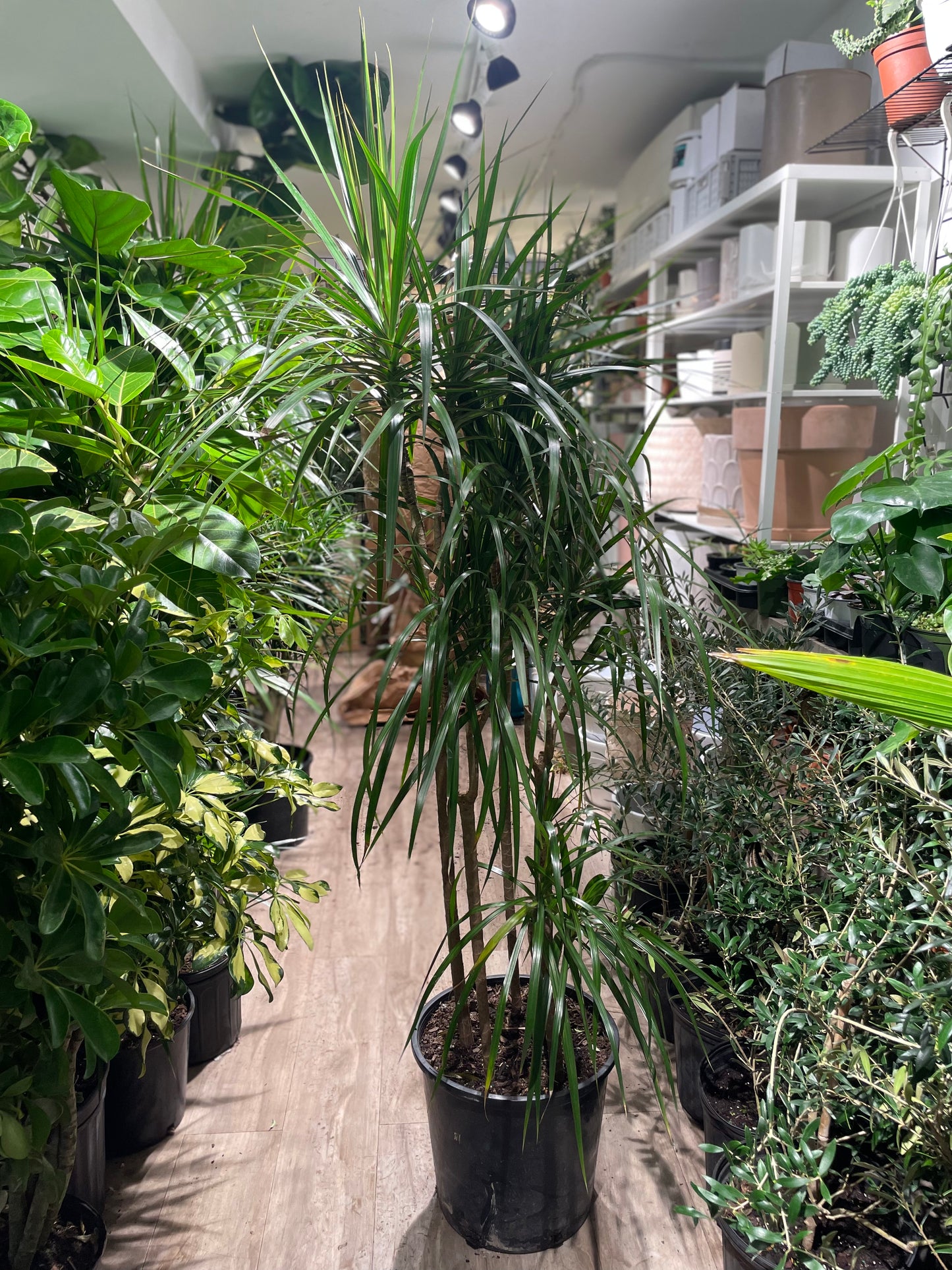 Dragon Tree Cutback Staggered (Dracaena marginata) in a 14 inch pot. Indoor plant for sale by Promise Supply for delivery and pickup in Toronto