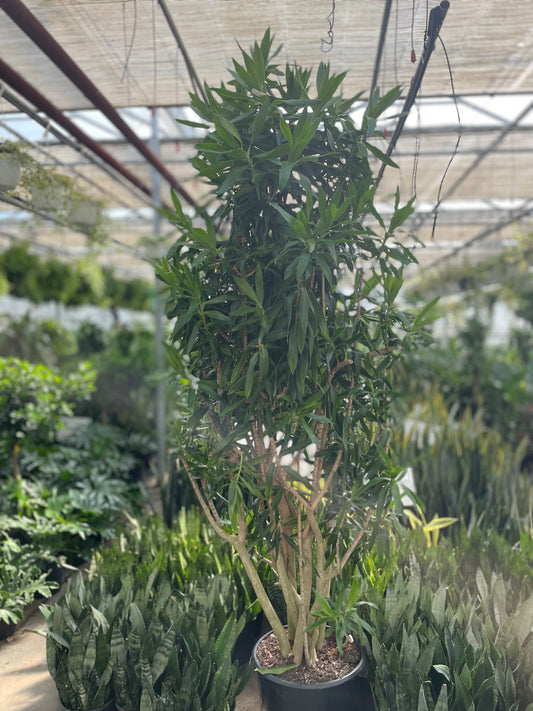 Medusa, Reflexa longifolia (Dracaena reflexa) in a 17 inch pot. Indoor plant for sale by Promise Supply for delivery and pickup in Toronto