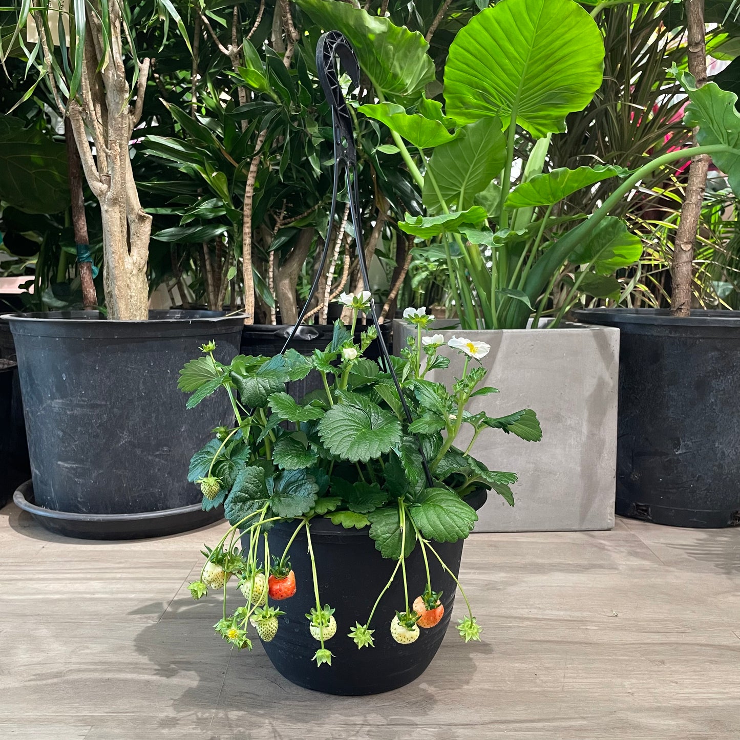 Strawberry (Solanum lycopersicum) in a 10 inch pot. Indoor plant for sale by Promise Supply for delivery and pickup in Toronto