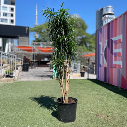 Medusa, Reflexa longifolia (Dracaena reflexa) in a 14 inch pot. Indoor plant for sale by Promise Supply for delivery and pickup in Toronto