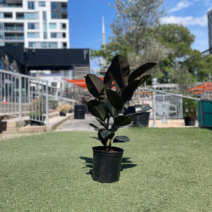 Burgundy Rubber Plant Bush (Ficus elastica) in a 10 inch pot. Indoor plant for sale by Promise Supply for delivery and pickup in Toronto