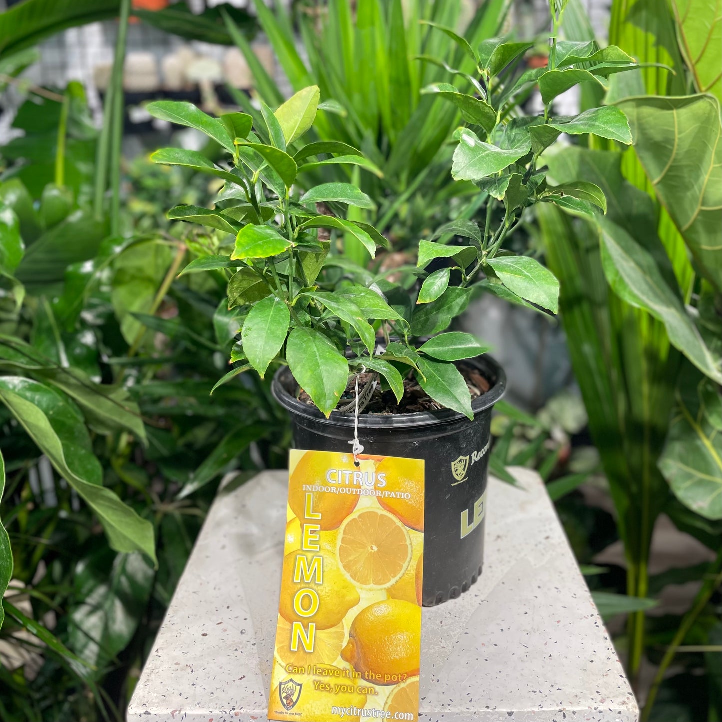 Lemon Tree (Citrus limon) in a 8 inch pot. Indoor plant for sale by Promise Supply for delivery and pickup in Toronto