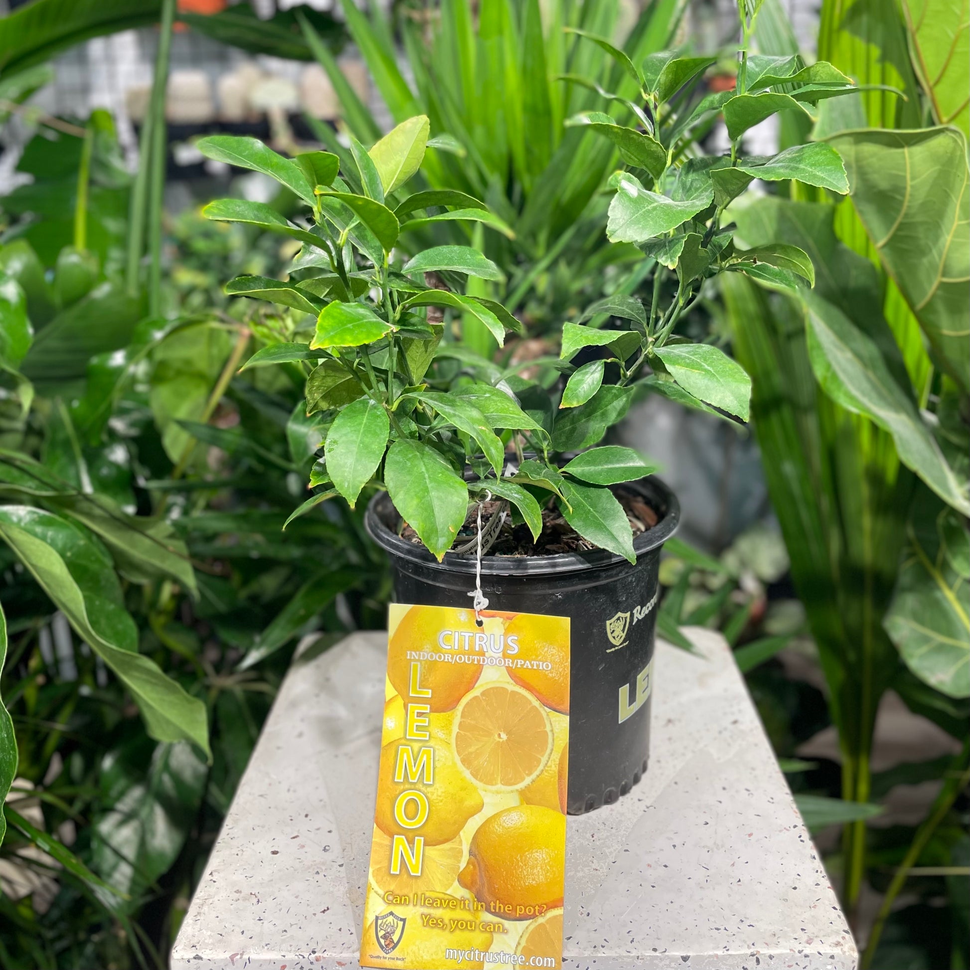 Lemon Tree (Citrus limon) in a 8 inch pot. Indoor plant for sale by Promise Supply for delivery and pickup in Toronto