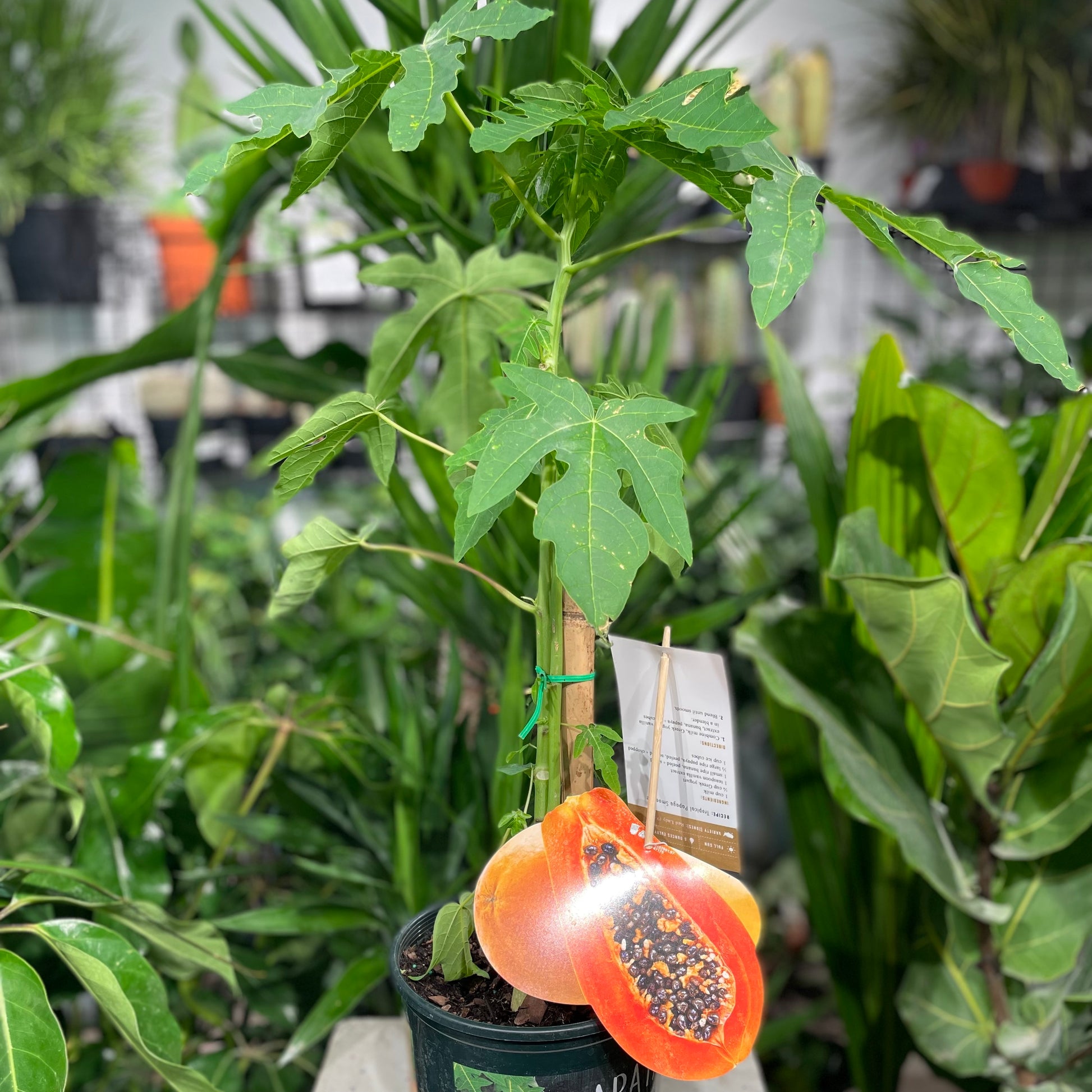 Papaya bush (Citrus × aurantiifolia) in a 8 inch pot. Indoor plant for sale by Promise Supply for delivery and pickup in Toronto