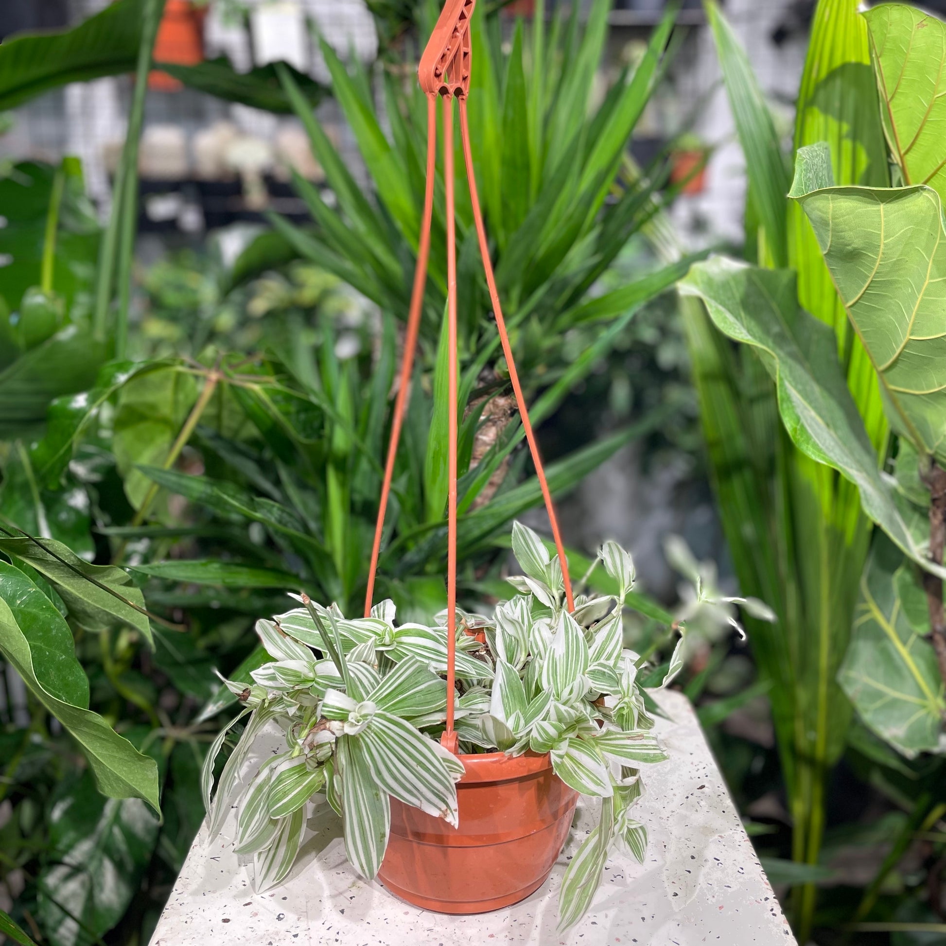 Quicksilver Wandering Dude (Tradescantia) in a 6 inch pot. Indoor plant for sale by Promise Supply for delivery and pickup in Toronto