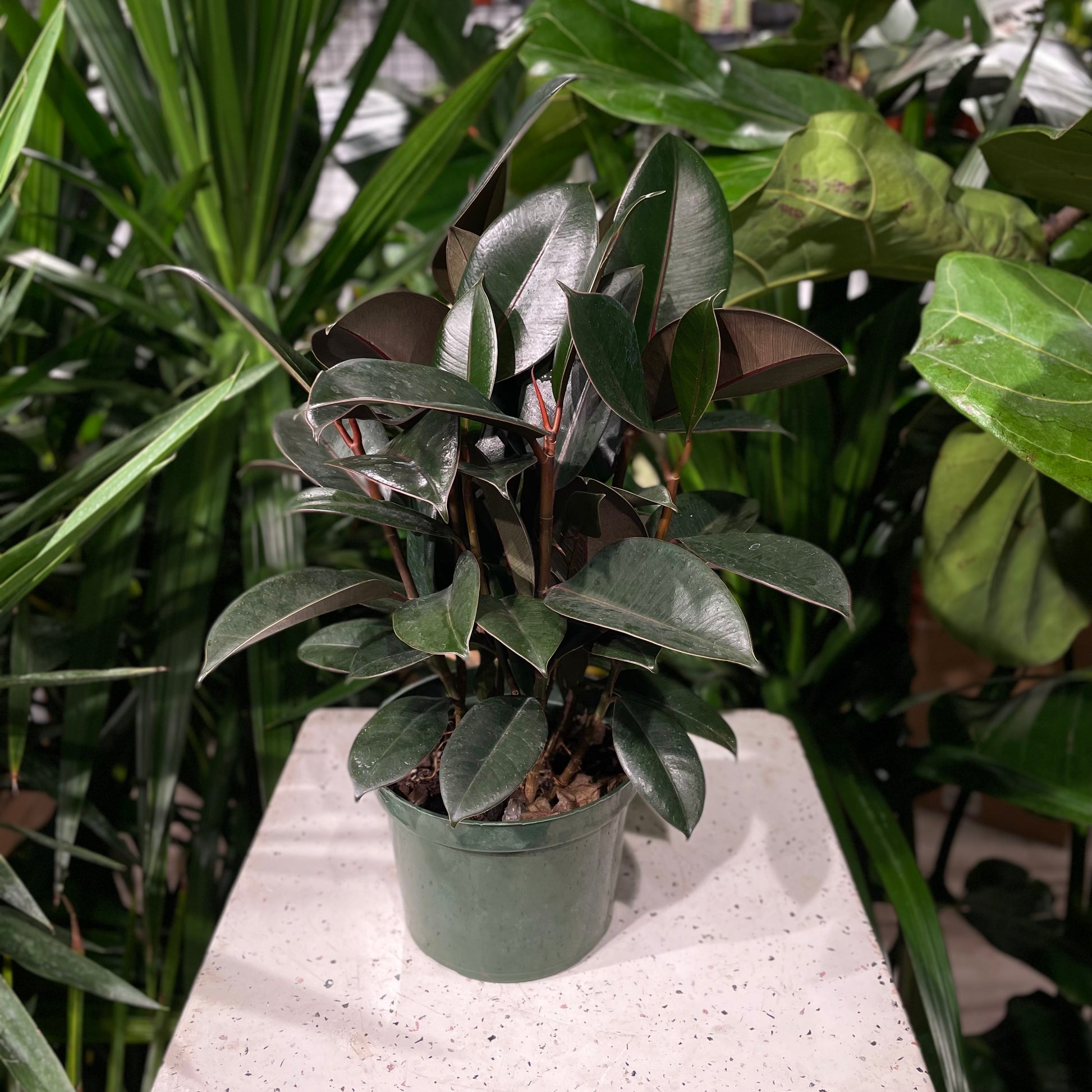 Burgundy Rubber Plant (Ficus elastica) in a 6 inch pot. Indoor plant for sale by Promise Supply for delivery and pickup in Toronto