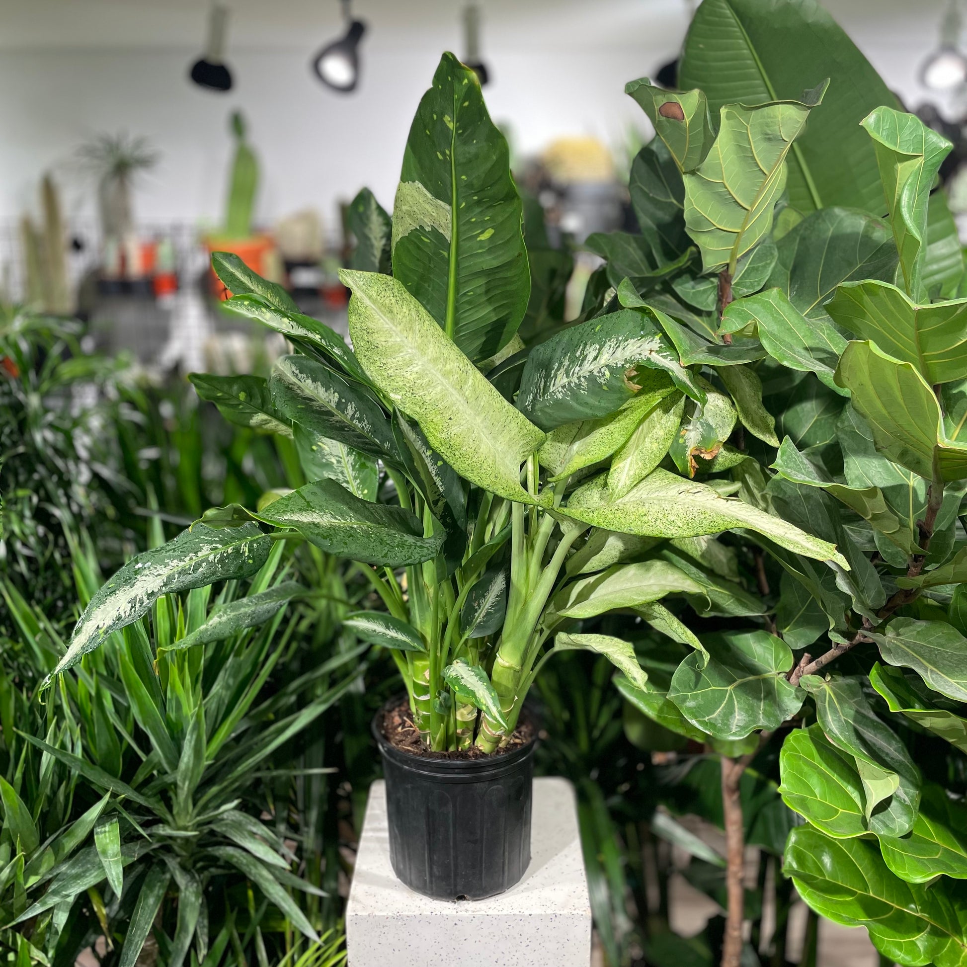 Dumb cane (Dieffenbachia seguine) in a 10 inch pot. Indoor plant for sale by Promise Supply for delivery and pickup in Toronto