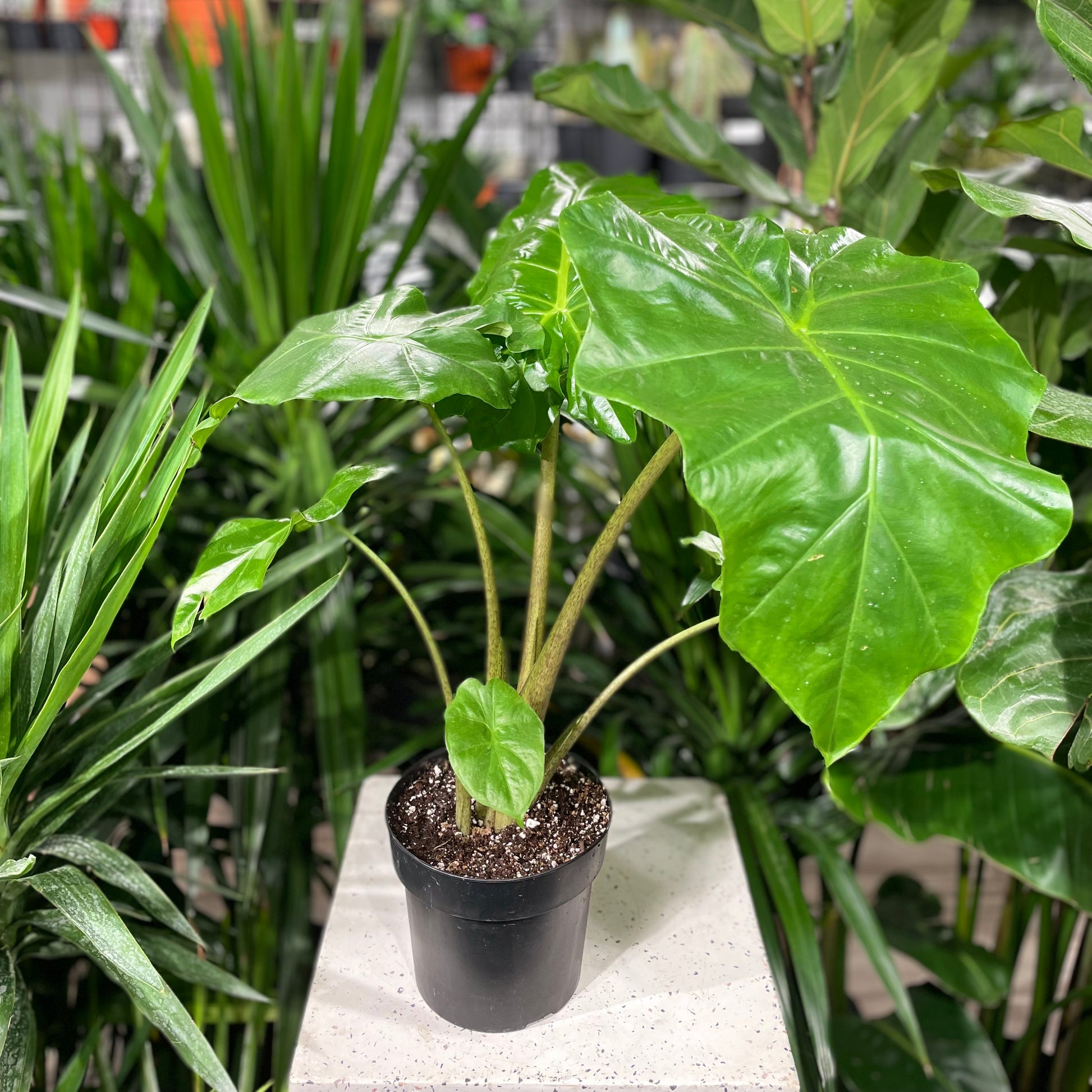 Elephant Ear, Taro (Alocasia odora) in a 6 inch pot. Indoor plant for sale by Promise Supply for delivery and pickup in Toronto