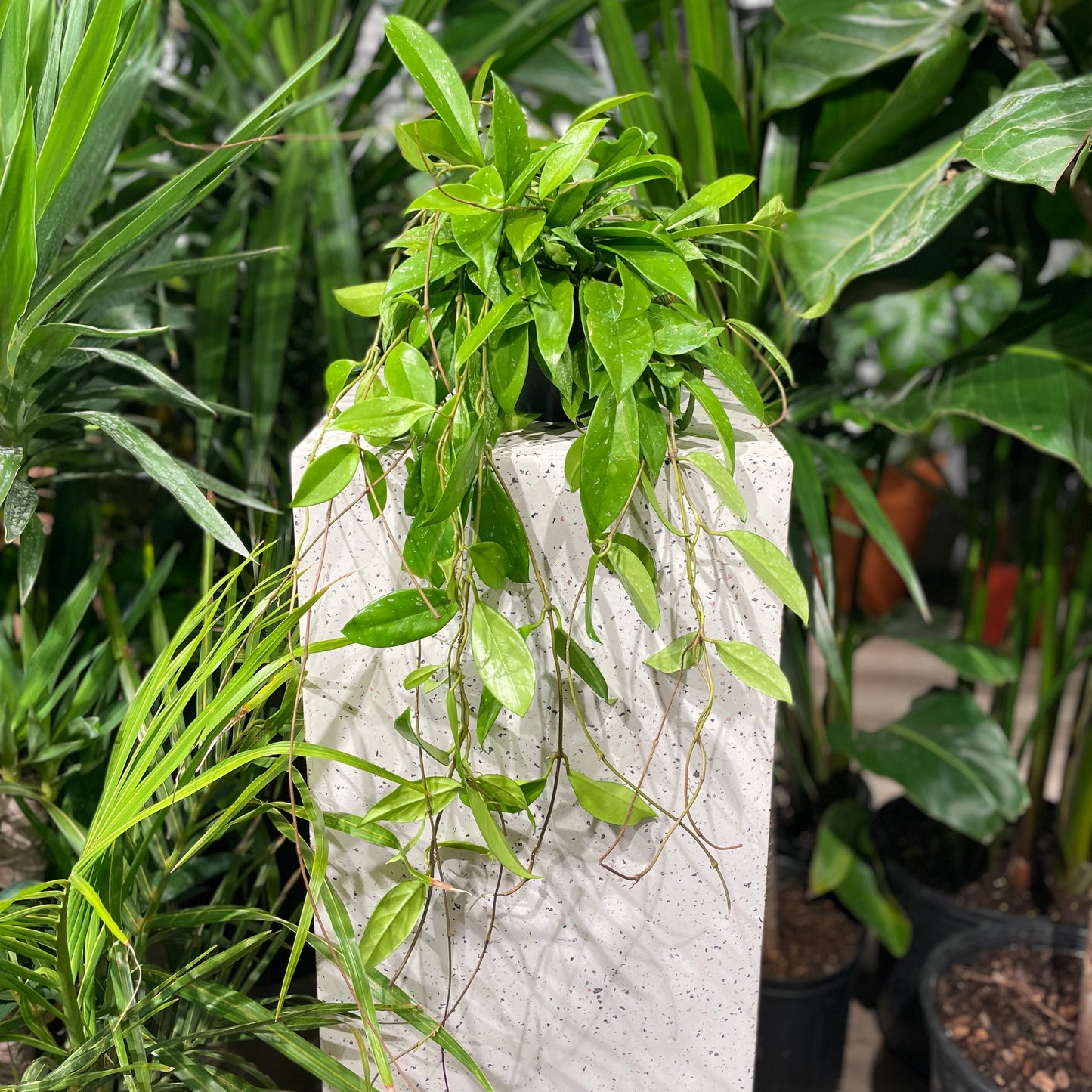 Waxflower (Hoya pubicalyx) in a 6 inch pot. Indoor plant for sale by Promise Supply for delivery and pickup in Toronto