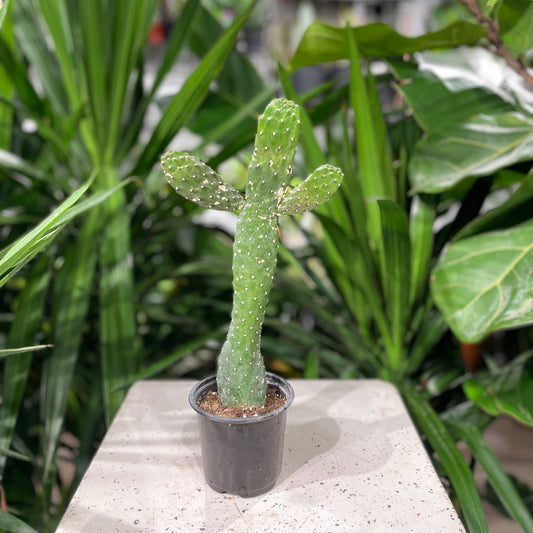 Caribbean Tree Cactus (Opuntia consolea falcata) in a 4 inch pot. Indoor plant for sale by Promise Supply for delivery and pickup in Toronto