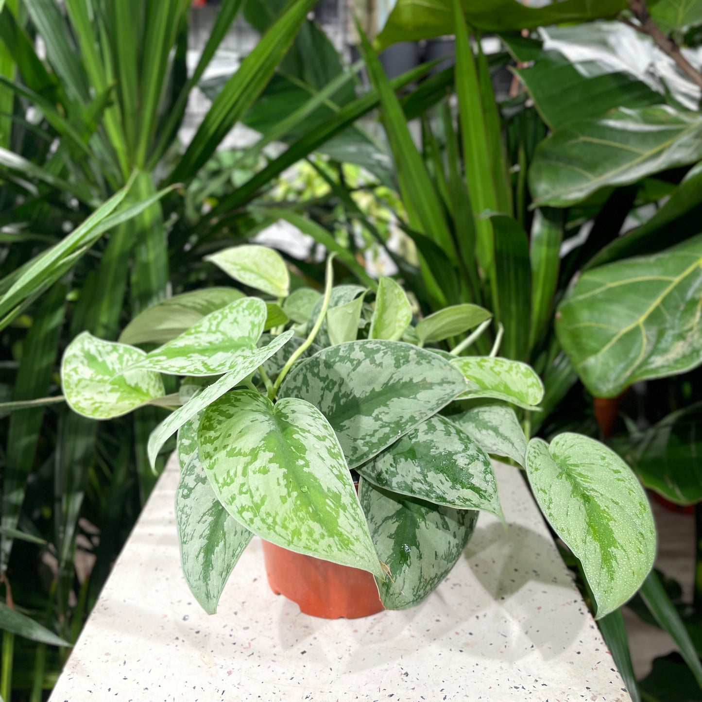 Silver Satin Pothos (Scindapsus pictus) in a 6 inch pot. Indoor plant for sale by Promise Supply for delivery and pickup in Toronto