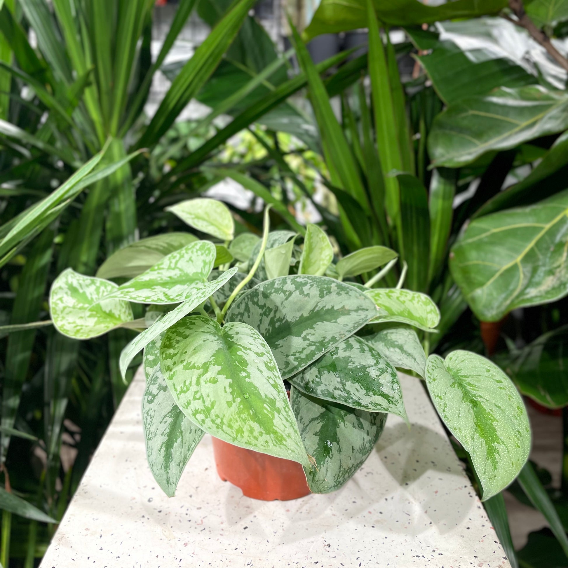 satin pothos nz Silver Satin Scindapsus Exotica - 6" Pot