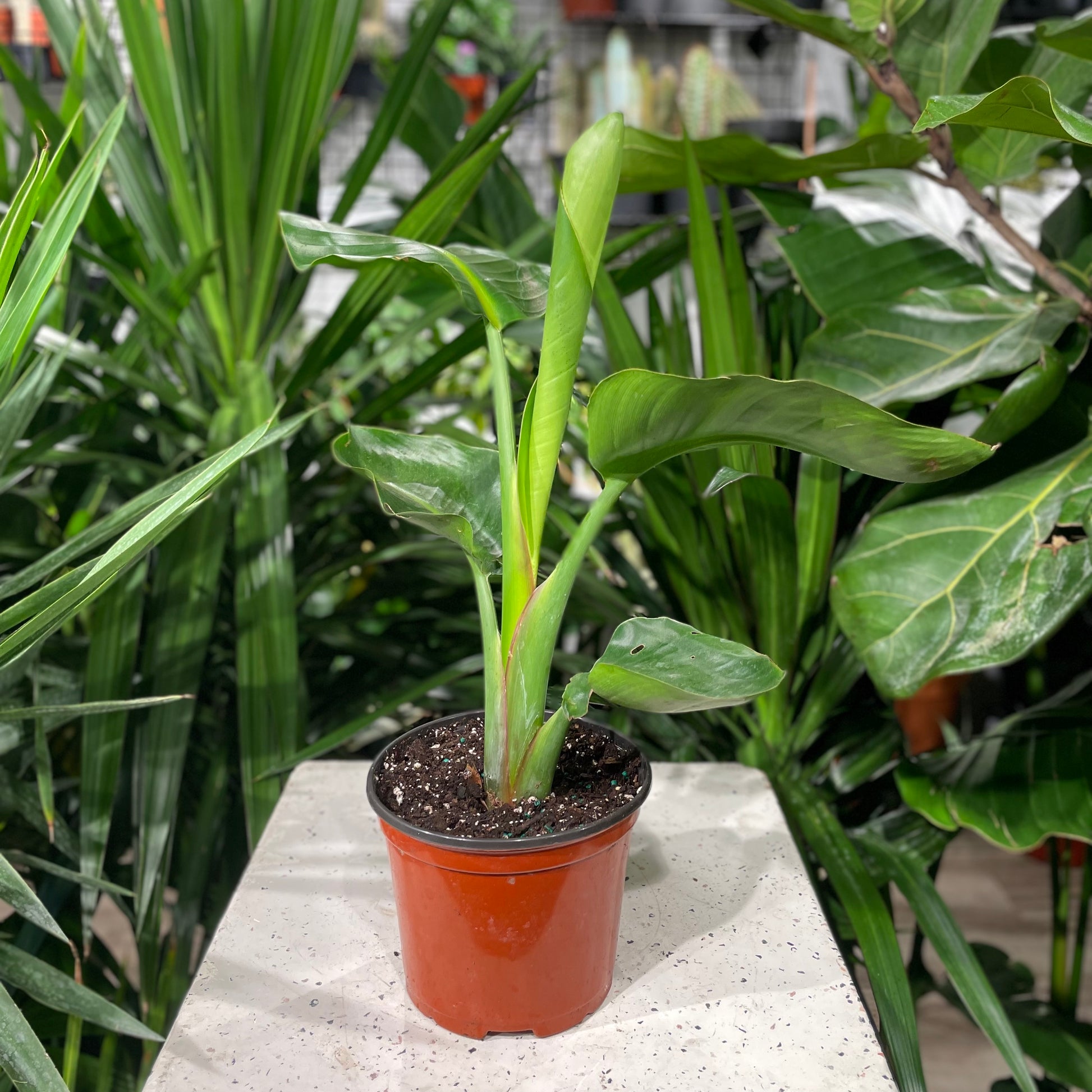 White Bird of Paradise, Banana Leaf Plant, Banana Tree (Strelitzia nicolai) in a 6 inch pot. Indoor plant for sale by Promise Supply for delivery and pickup in Toronto