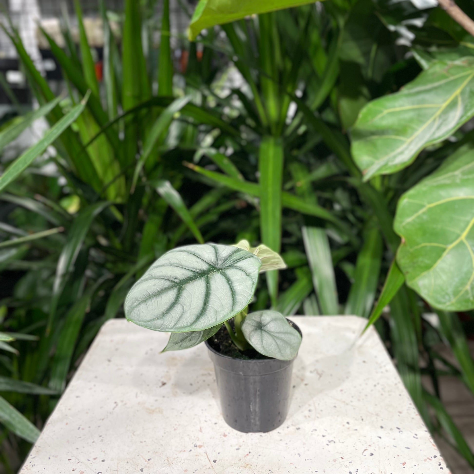 Elephant Ear (Alocasia maharani) in a 4 inch pot. Indoor plant for sale by Promise Supply for delivery and pickup in Toronto