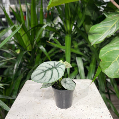Silver Dragon Elephant Ear: Alocasia baginda - 4 inch pot — indoor plant — indoor plant for sale by Promise Supply for delivery and pickup in Toronto.