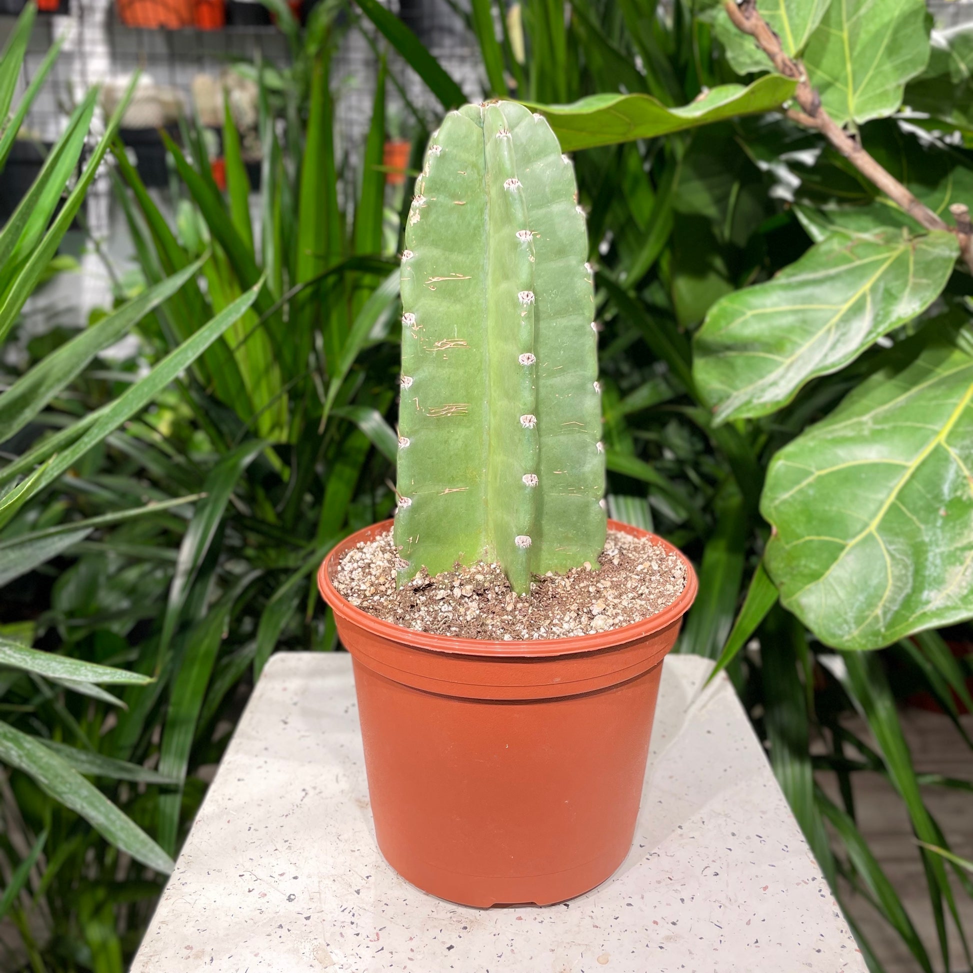 Peruvian Cactus (Cereus repandus) in a 8 inch pot. Indoor plant for sale by Promise Supply for delivery and pickup in Toronto