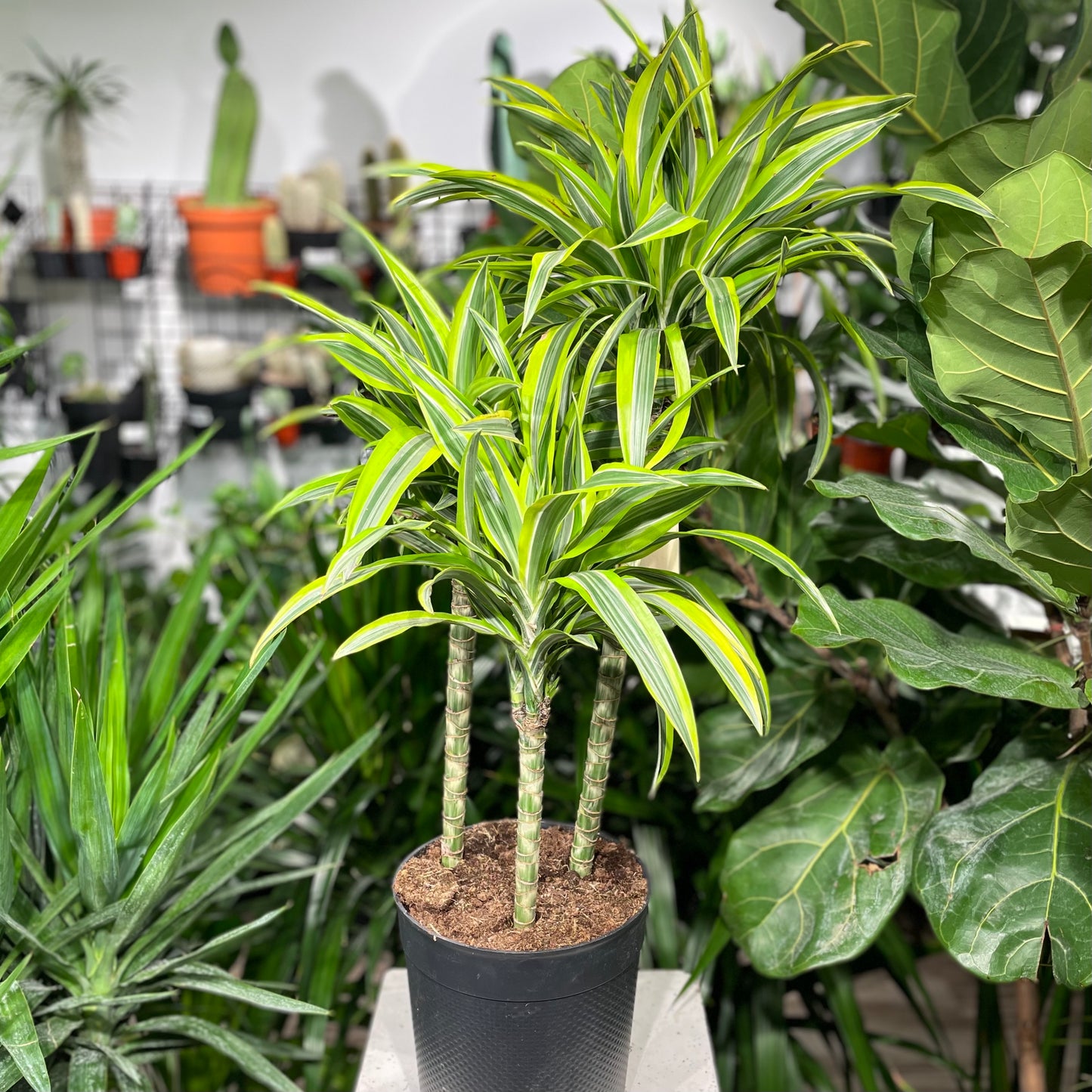 Warneckii Dracaena, Variegated Dracaena (Dracaena fragrans) in a 8 inch pot. Indoor plant for sale by Promise Supply for delivery and pickup in Toronto