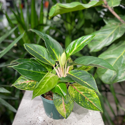 Chinese evergreen, Philippine evergreen (Aglaonema) in a 6 inch pot. Indoor plant for sale by Promise Supply for delivery and pickup in Toronto