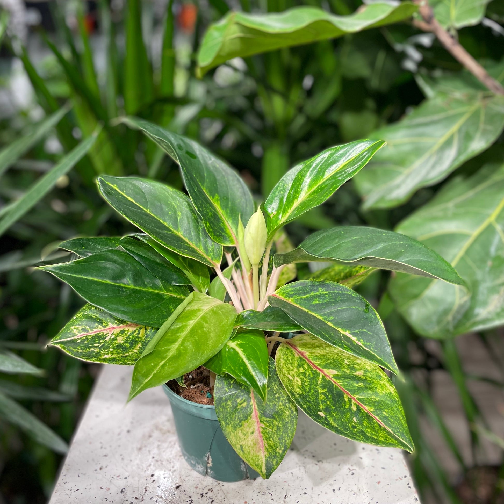 Chinese evergreen, Philippine evergreen (Aglaonema) in a 5 inch pot. Indoor plant for sale by Promise Supply for delivery and pickup in Toronto