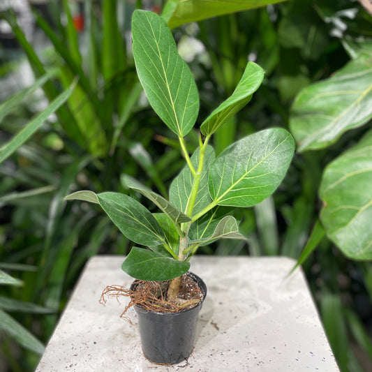 Ficus Audrey (Ficus benghalensis) in a 4 inch pot. Indoor plant for sale by Promise Supply for delivery and pickup in Toronto