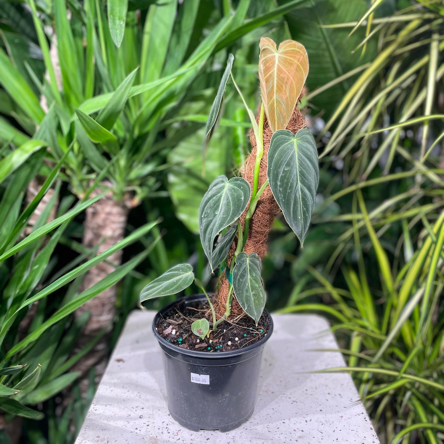 Philo melanochrysum (Philodendron micans) in a 6 inch pot. Indoor plant for sale by Promise Supply for delivery and pickup in Toronto