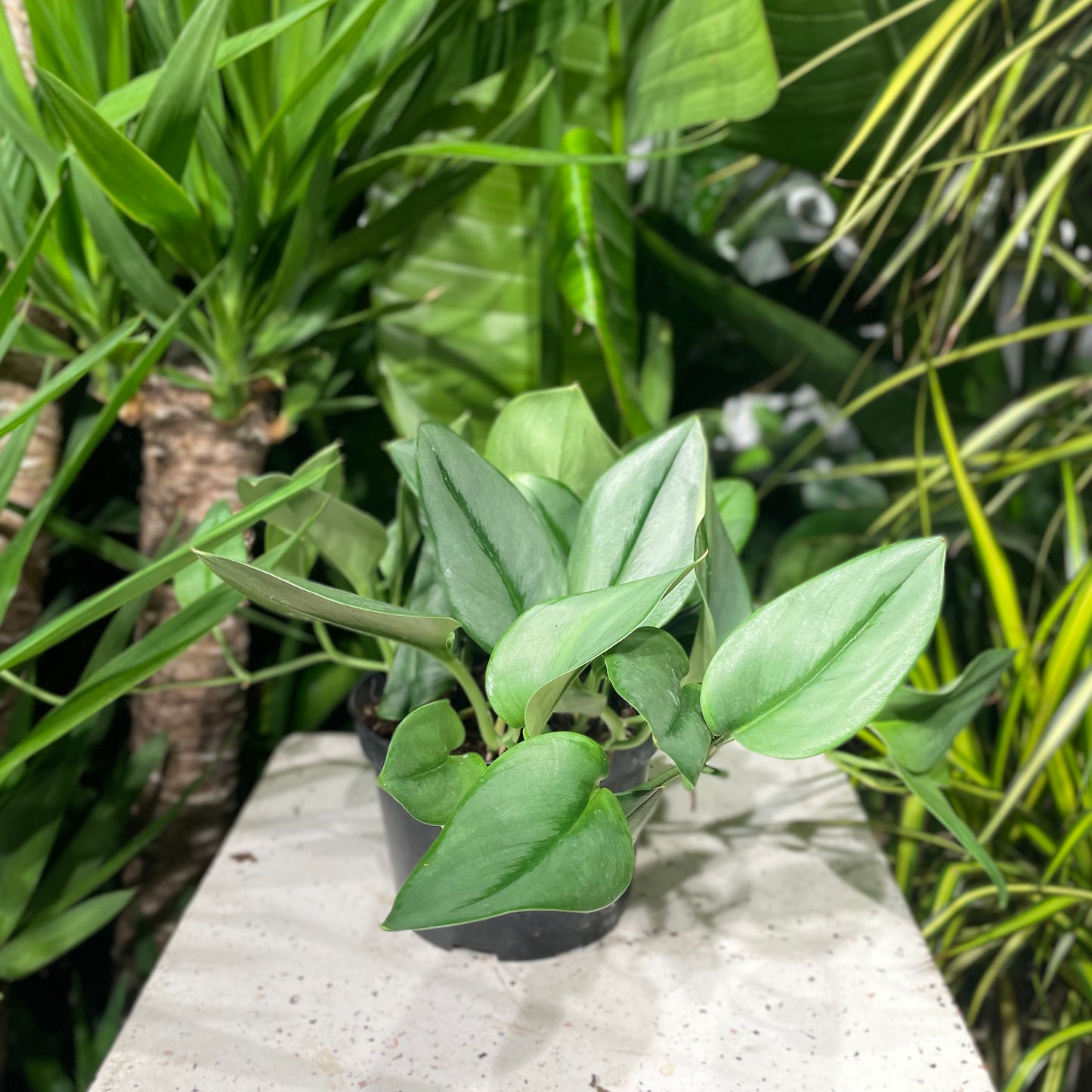 Sterling Silver Pothos (Scindapsus pictus) in a 6 inch pot. Indoor plant for sale by Promise Supply for delivery and pickup in Toronto