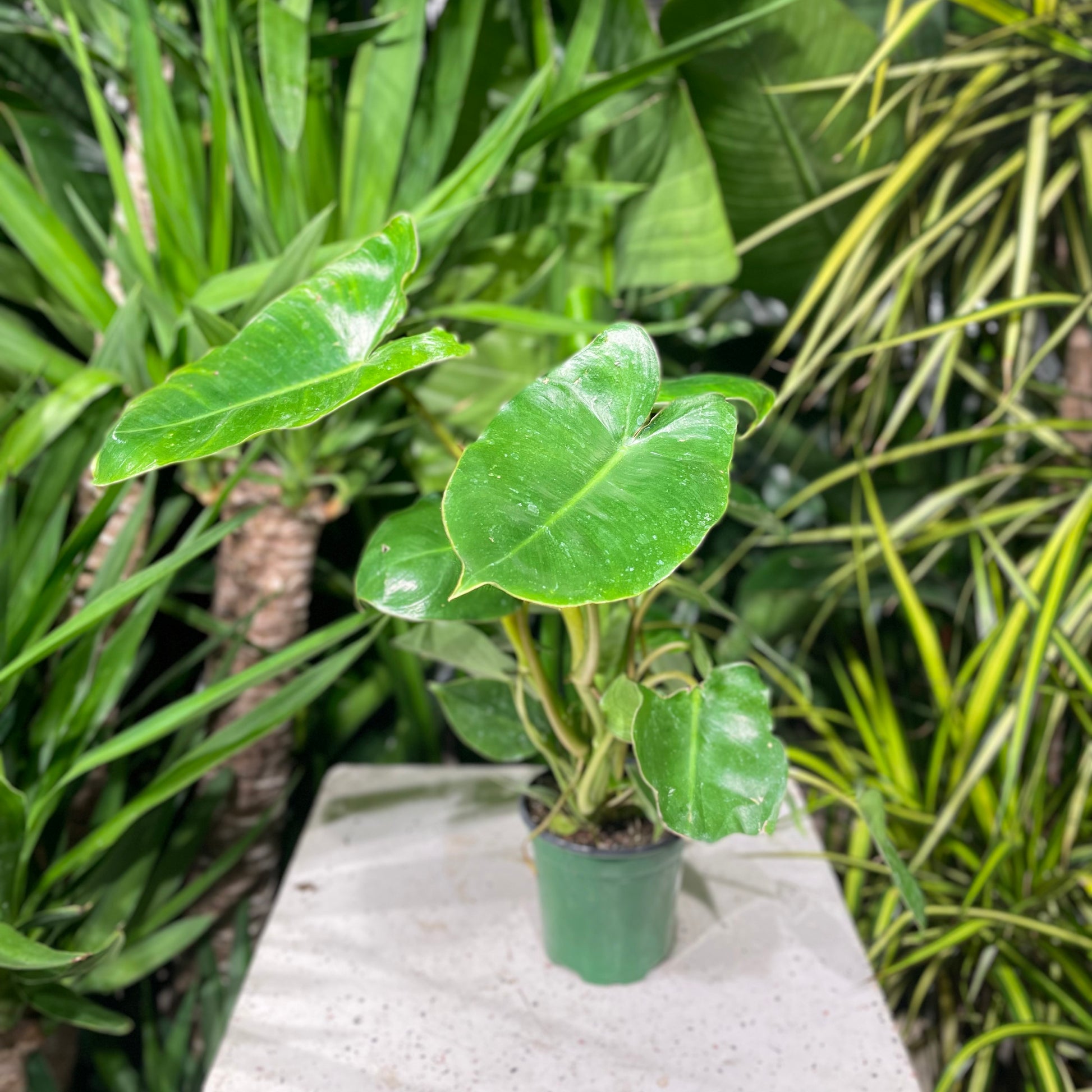 Burle Marxii Philodendron (Philodendron cordatum) in a 4 inch pot. Indoor plant for sale by Promise Supply for delivery and pickup in Toronto