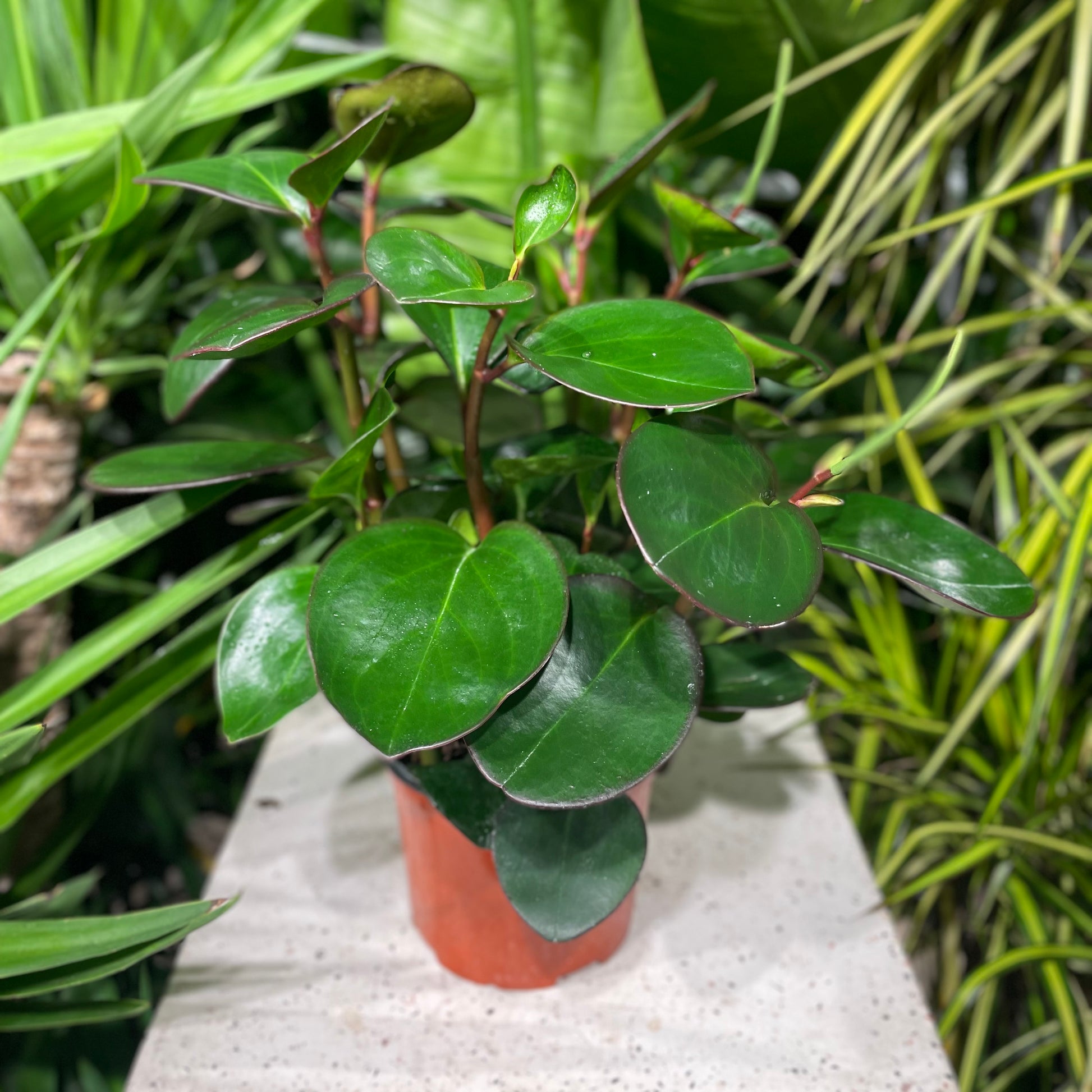 Green Baby Rubber Plant (Peperomia obtusifolia) in a 6 inch pot. Indoor plant for sale by Promise Supply for delivery and pickup in Toronto