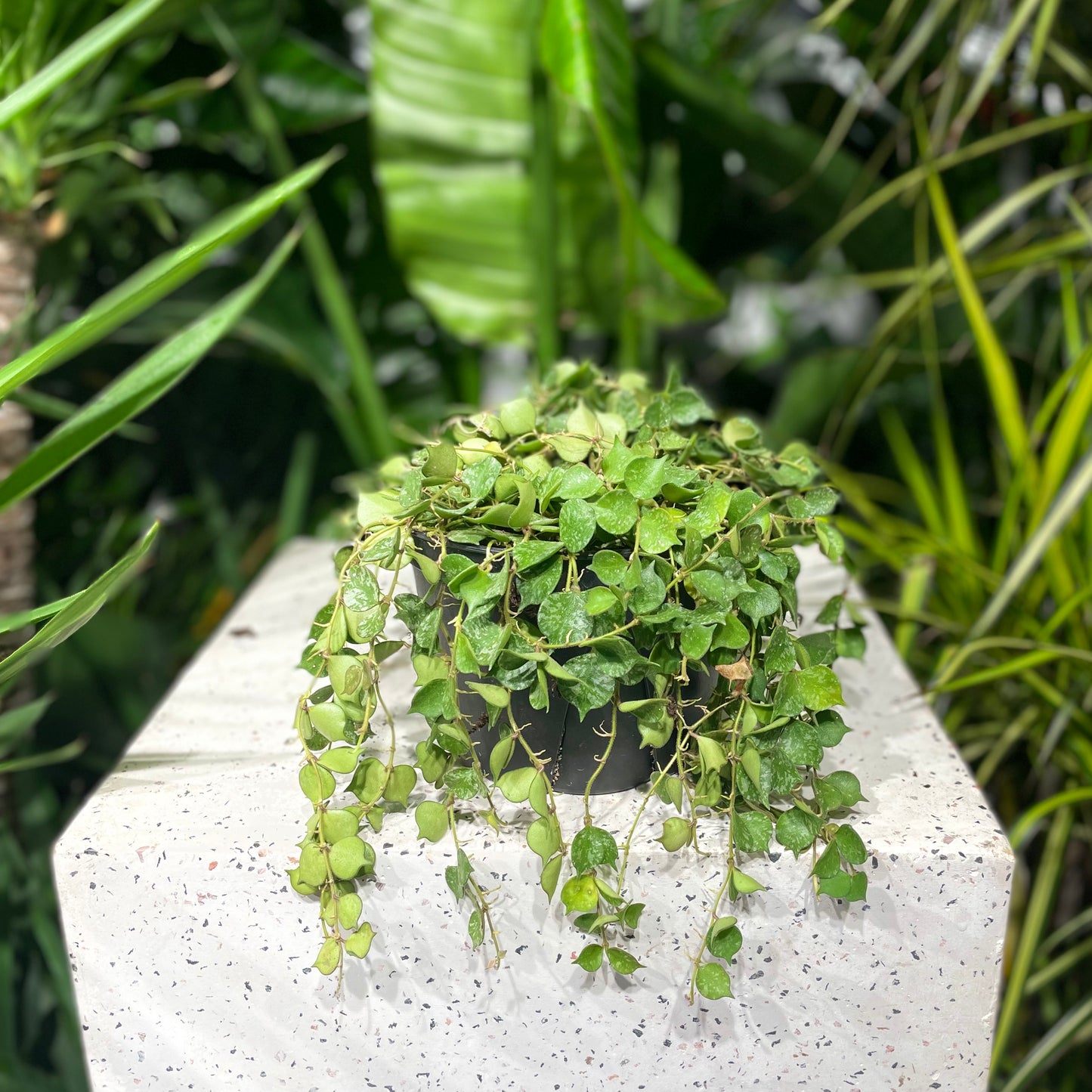 Hoya Aloha (Hoya carnosa) in a 6 inch pot. Indoor plant for sale by Promise Supply for delivery and pickup in Toronto