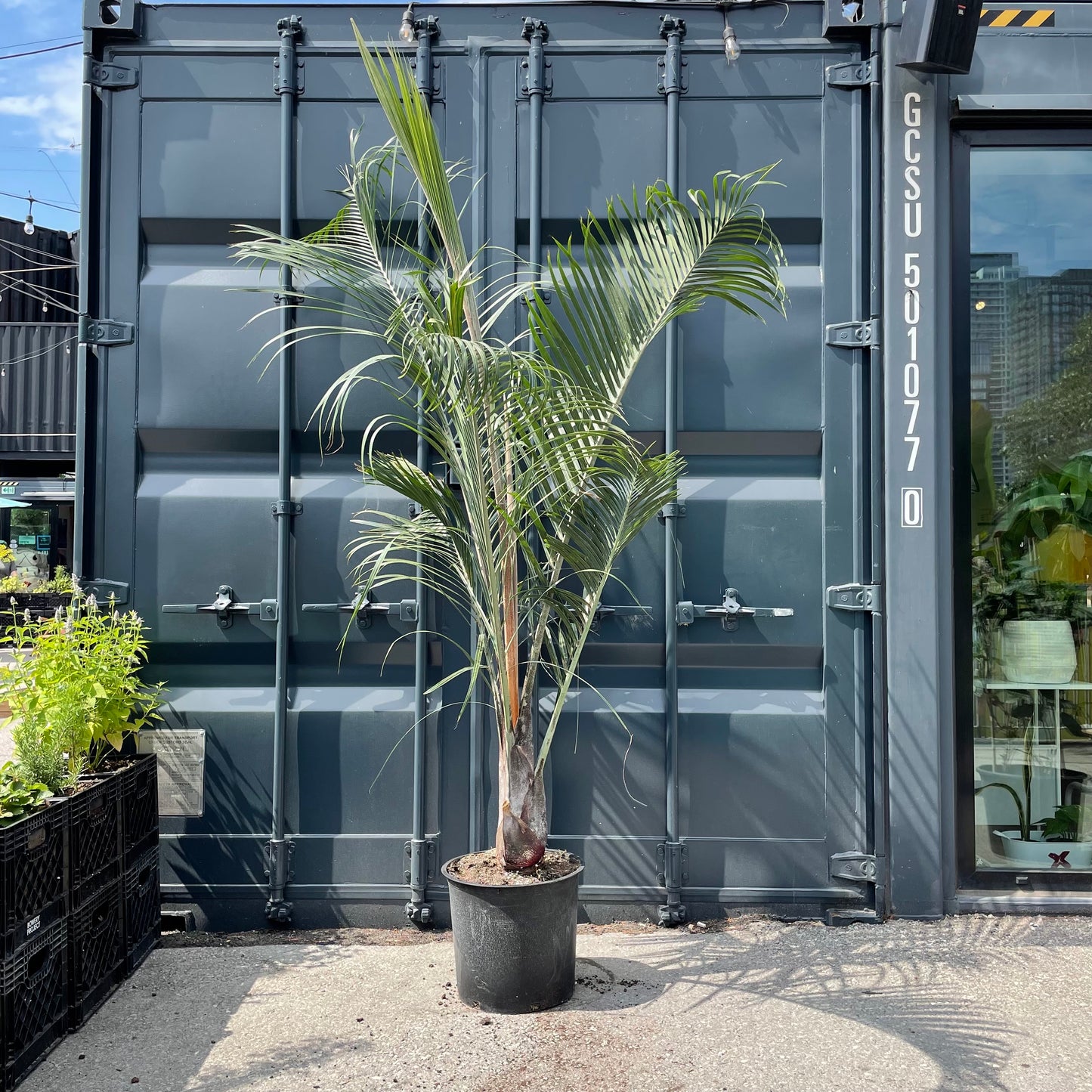 Triangle Palm (Hyophorbe verschaffeltii) in a 14 inch pot. Indoor plant for sale by Promise Supply for delivery and pickup in Toronto