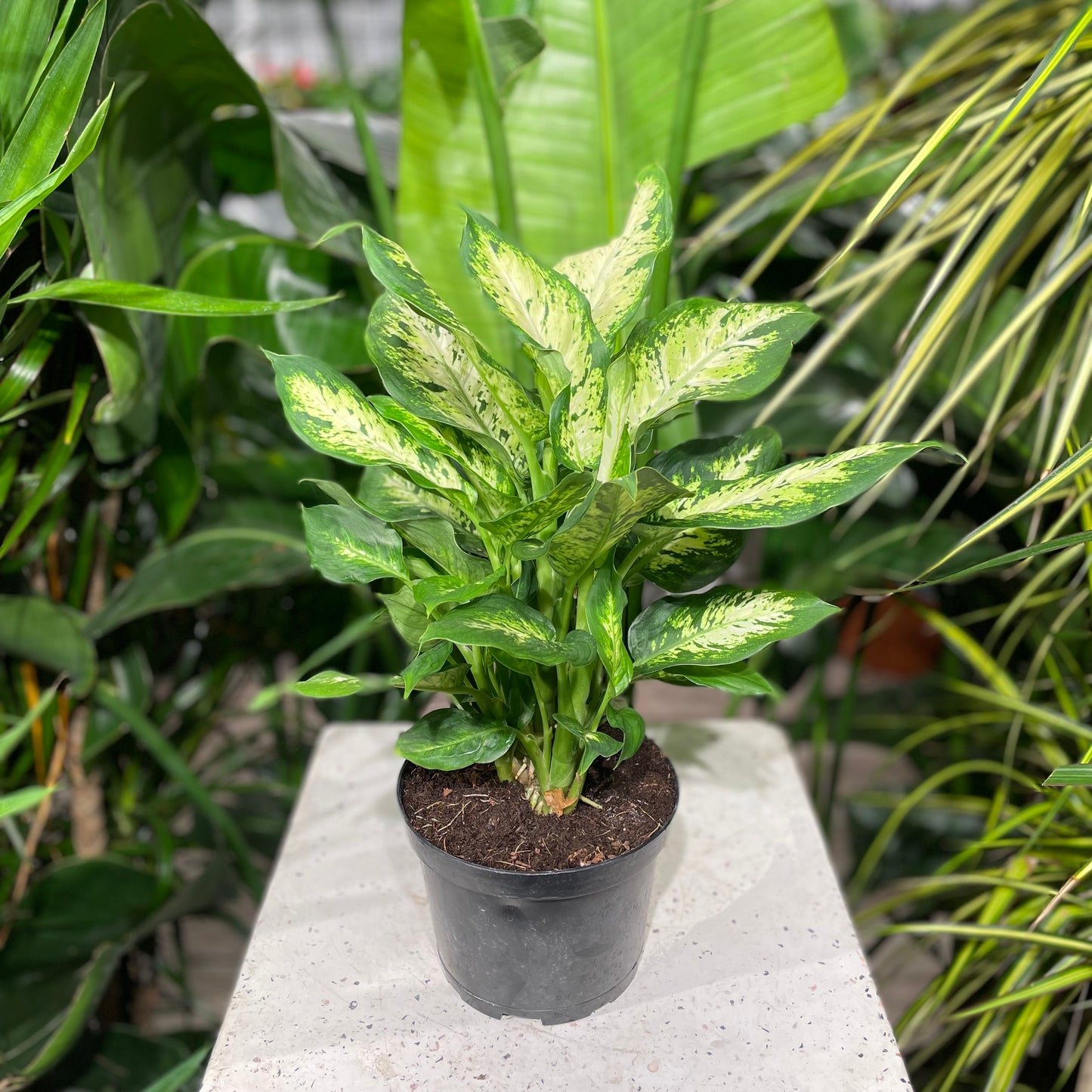 Dumb Can (Dieffenbachia) in a 6 inch pot. Indoor plant for sale by Promise Supply for delivery and pickup in Toronto