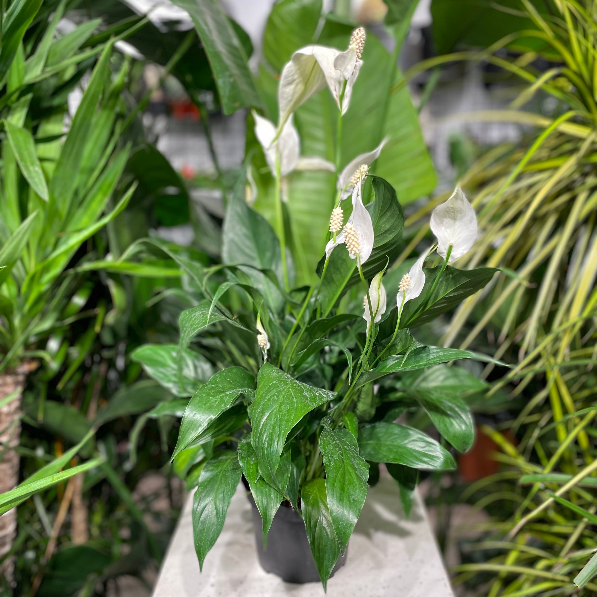 Peace Lily (Spathiphyllum) in a 6 inch pot. Indoor plant for sale by Promise Supply for delivery and pickup in Toronto