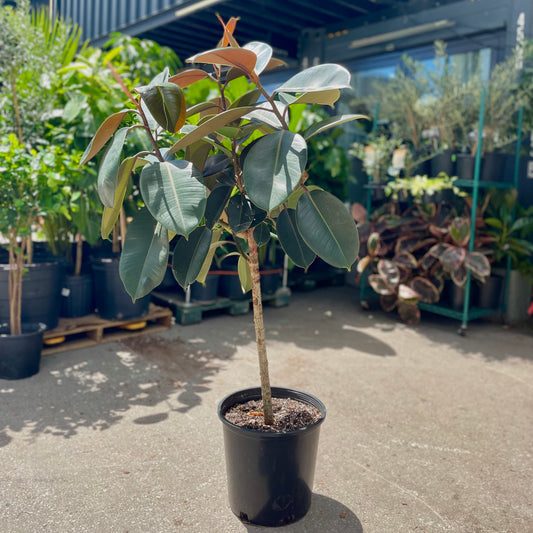 Burgundy Rubber Tree (Ficus elastica) in a 14 inch pot. Indoor plant for sale by Promise Supply for delivery and pickup in Toronto