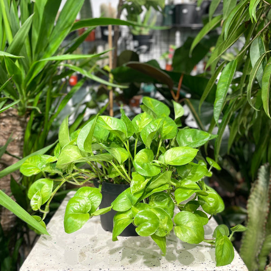 Pothos, Devil's Ivy, Money Plant, Money Vine (Epipremnum aureum) in a 6 inch pot. Indoor plant for sale by Promise Supply for delivery and pickup in Toronto