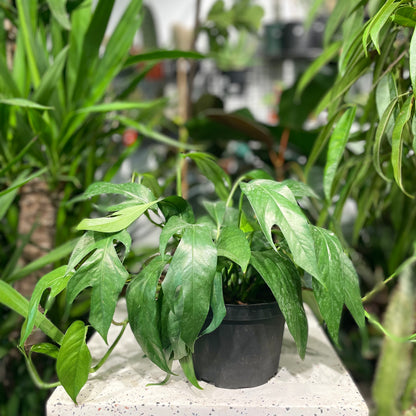 Baltic Blue Pothos: Epipremnum aureum - 6 inch pot — indoor plant — indoor plant for sale by Promise Supply for delivery and pickup in Toronto.