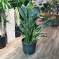 Orange Bird of Paradise, Banana Leaf Plant, Banana Tree (Strelitzia reginae) in a 14 inch pot. Indoor plant for sale by Promise Supply for delivery and pickup in Toronto
