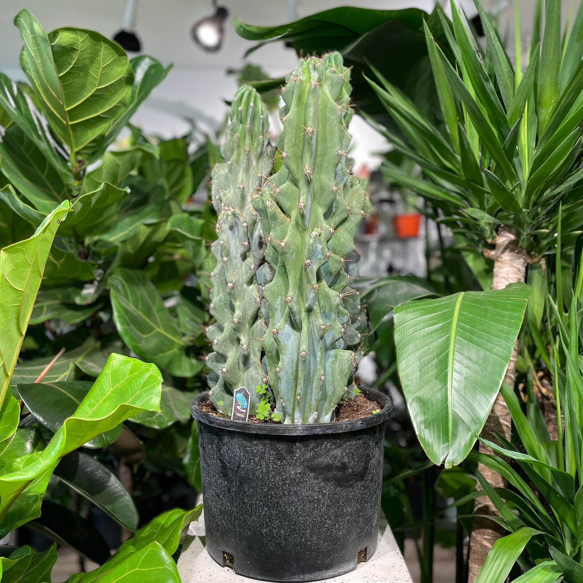 Monstrous Cactus, (Cereus peruvianus monstrose) in a 14 inch pot. Indoor plant for sale by Promise Supply for delivery and pickup in Toronto