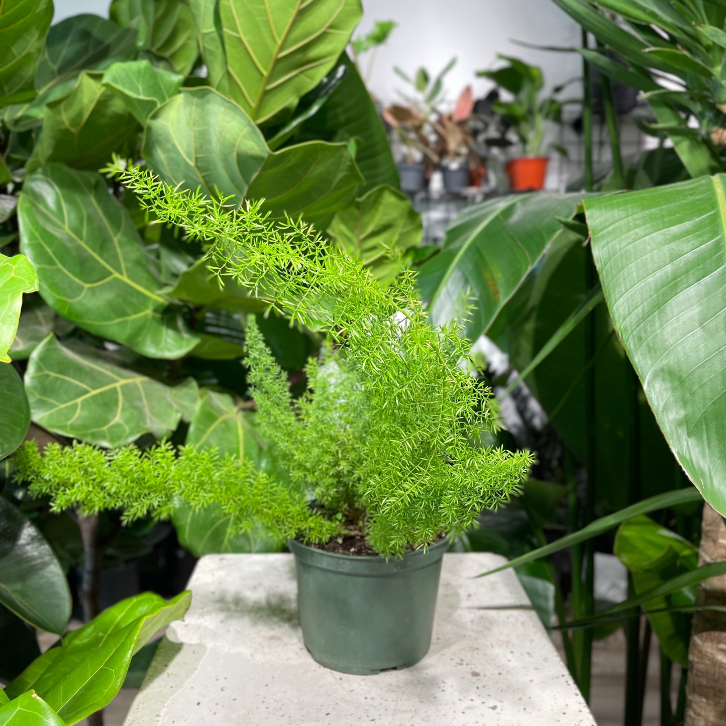 Foxtail Fern (Asparagus densiflorus) in a 6 inch pot. Indoor plant for sale by Promise Supply for delivery and pickup in Toronto