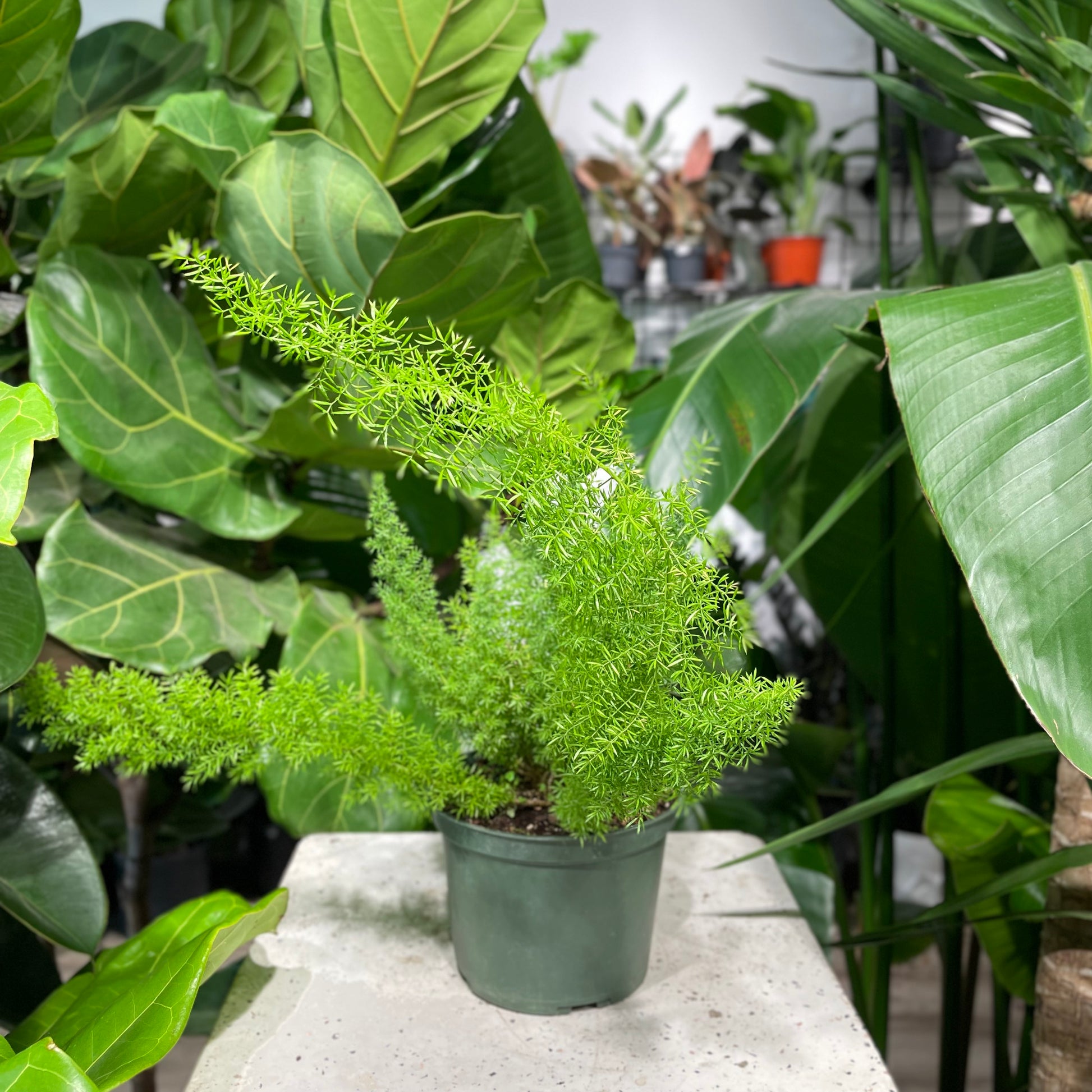 is foxtail fern an indoor plant Foxtail Asparagus Fern - 6" Pot