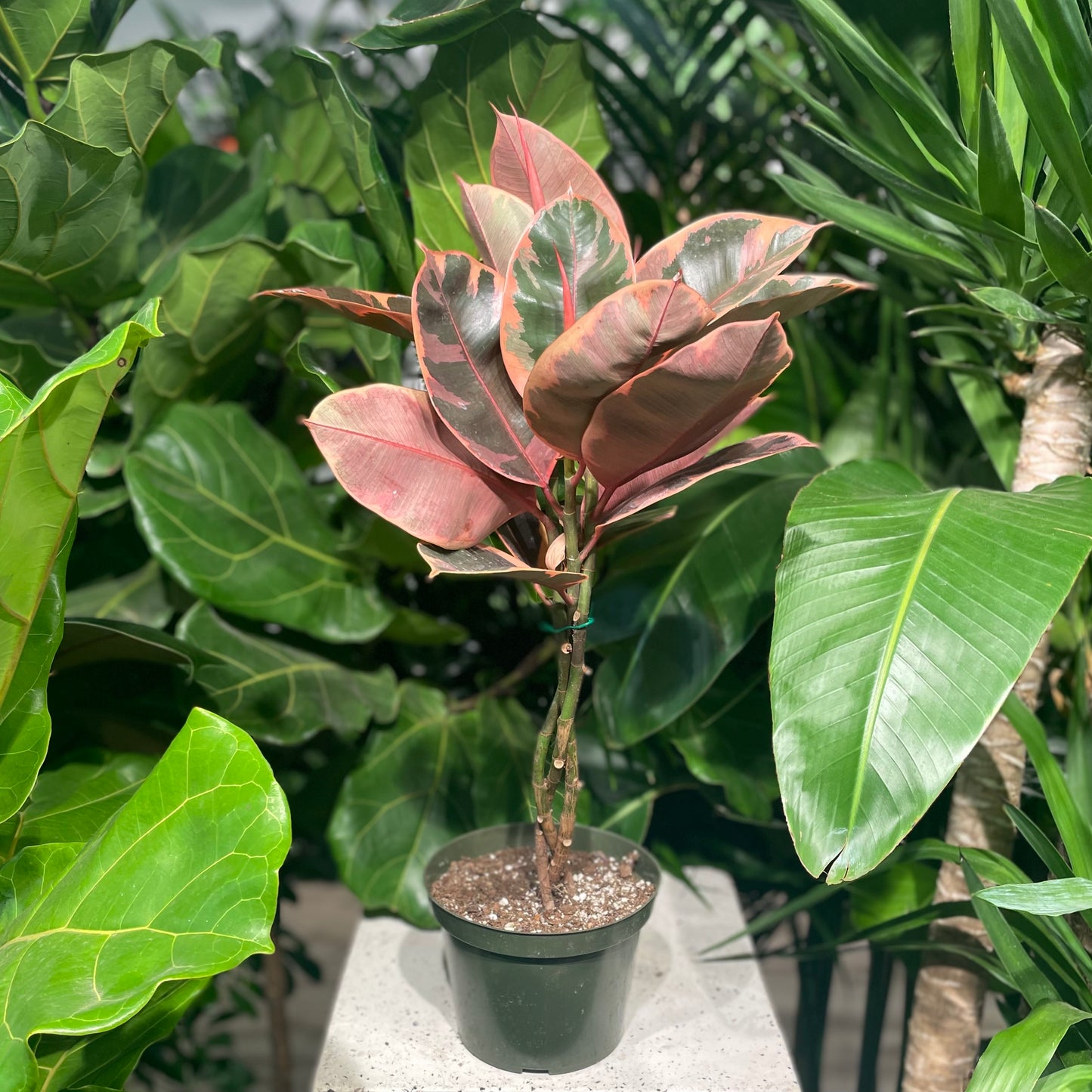 Ruby Rubber Plant (Ficus elastica) in a 6 inch pot. Indoor plant for sale by Promise Supply for delivery and pickup in Toronto