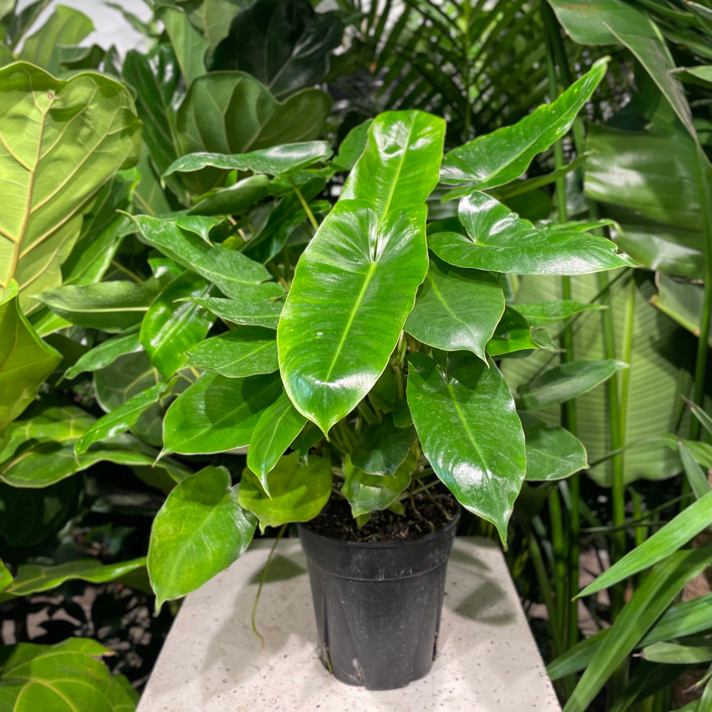 Philodendron (Philodendron 'Burle Marx') in a 6 inch pot. Indoor plant for sale by Promise Supply for delivery and pickup in Toronto