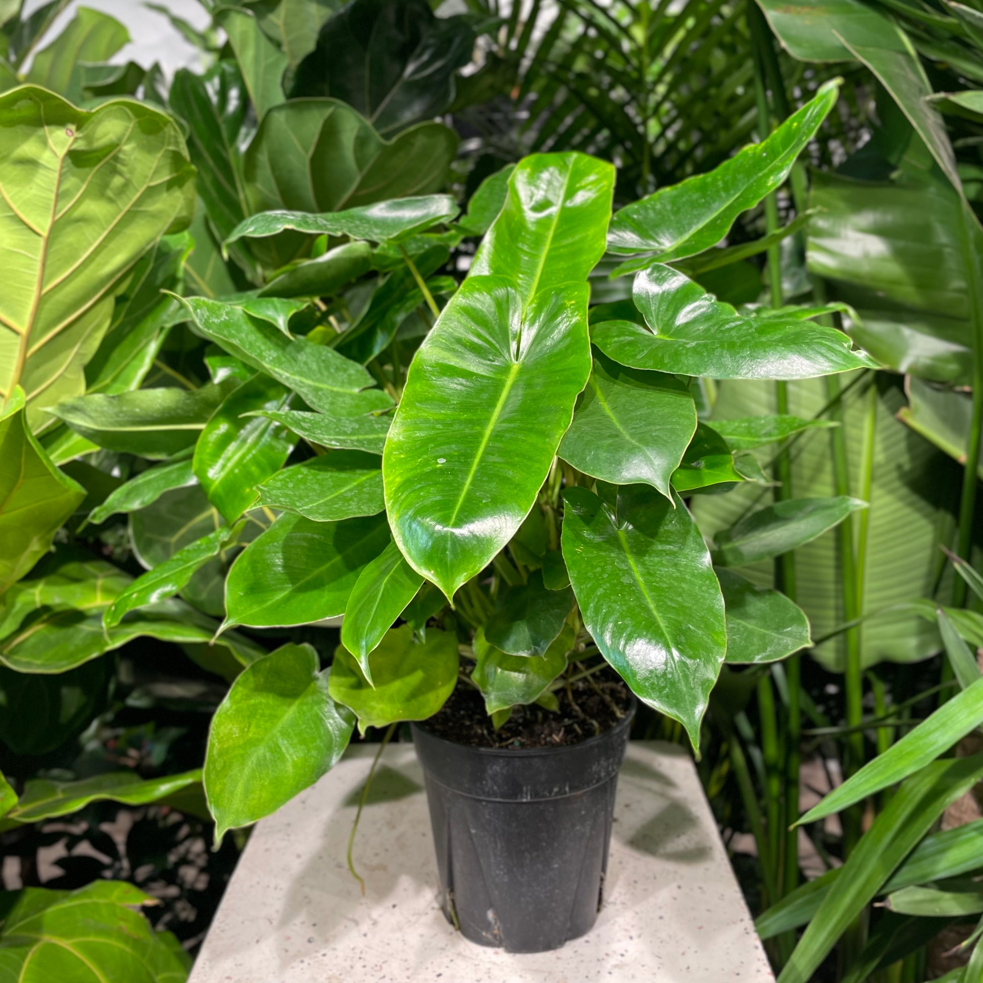 6 burle marx philodendron Burle Marx Philodendron - 6" Pot