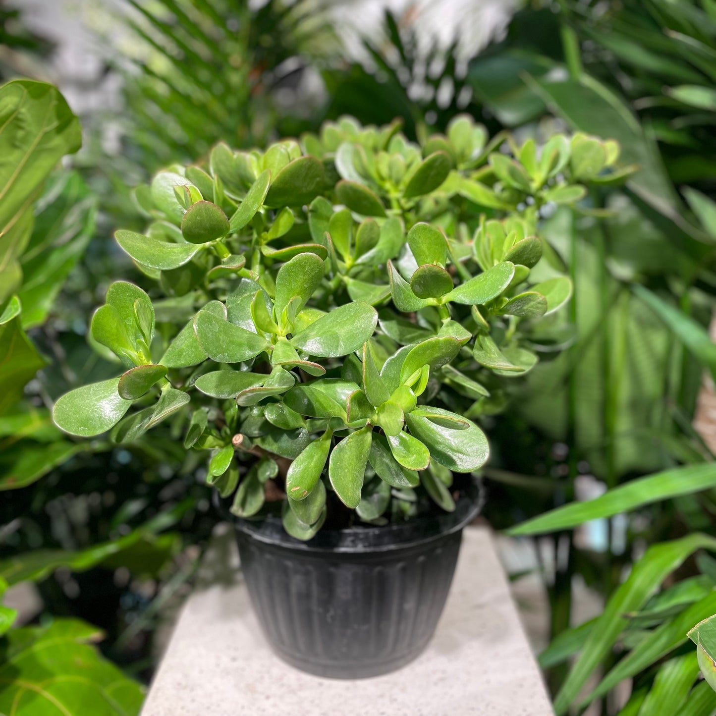 Jade Plant (Crassula ovata) in a 10 inch pot. Indoor plant for sale by Promise Supply for delivery and pickup in Toronto