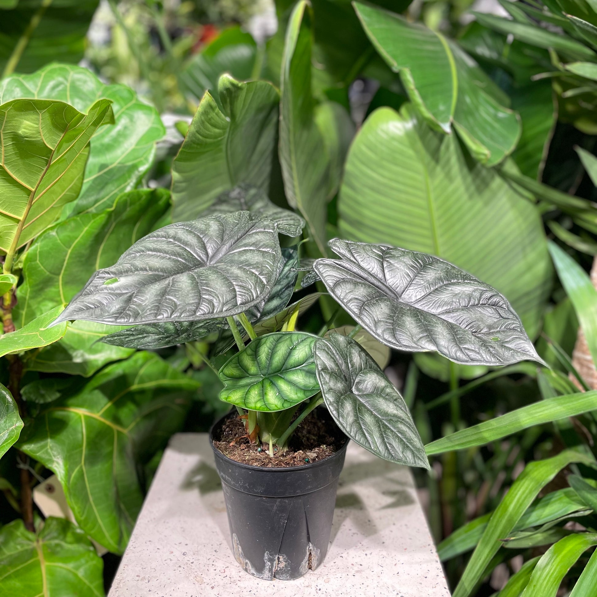 Emerald Dragon Scale, Bisma, Elephant Ear, Taro (Alocasia bisma) in a 6 inch pot. Indoor plant for sale by Promise Supply for delivery and pickup in Toronto